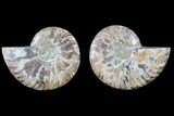 Cut & Polished Ammonite Fossil - Agatized #82269-1
